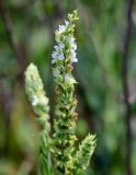 Salvia tesquicola. Верхушка соцветия (белоцветковая форма). Оренбургская обл., Кувандыкский гор. округ, окр. г. Кувандык, луг. 06.07.2023.