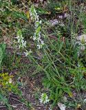 Stachys pubescens. Цветущее растение. Армения, обл. Гегаркуник, берег оз. Севан, гора Артаниш, ≈ 2200 м н.у.м., луговой склон. 23.06.2022.