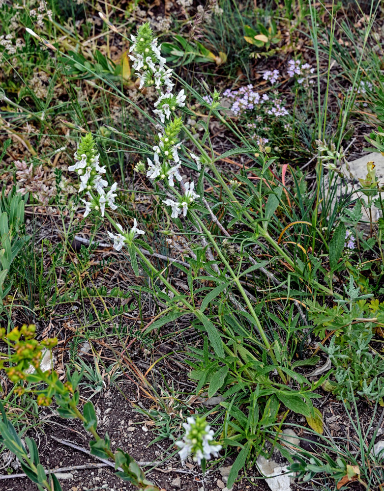 Image of Stachys pubescens specimen.