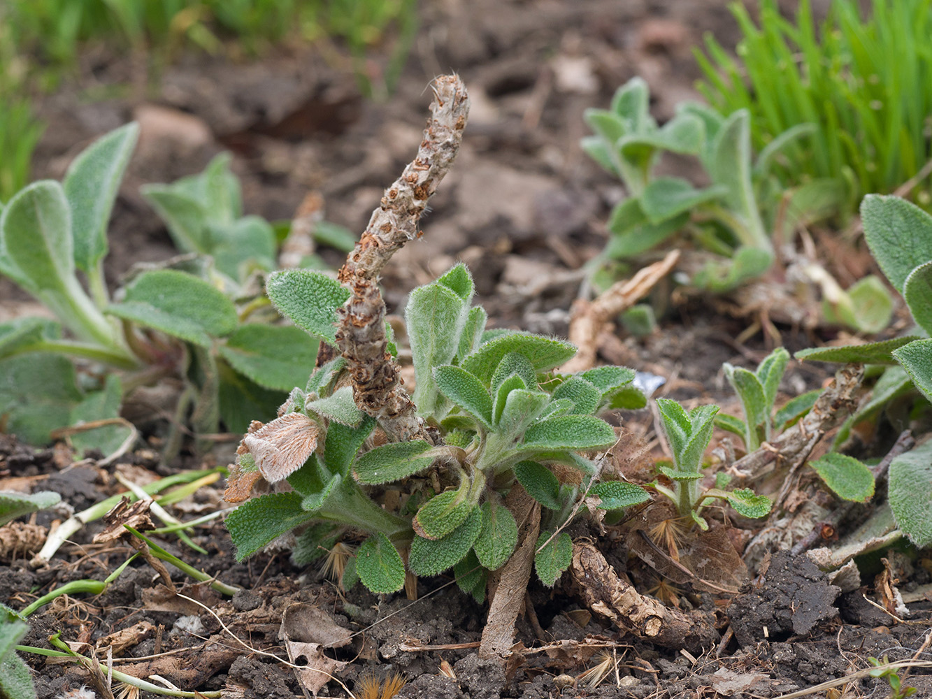 Image of Stachys byzantina specimen.