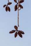 Brachychiton australis. Верхушка ветки с соплодиями. Израиль, г. Яффо, в культуре. 03.04.2024.