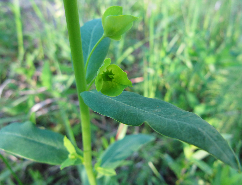 Изображение особи Euphorbia borodinii.