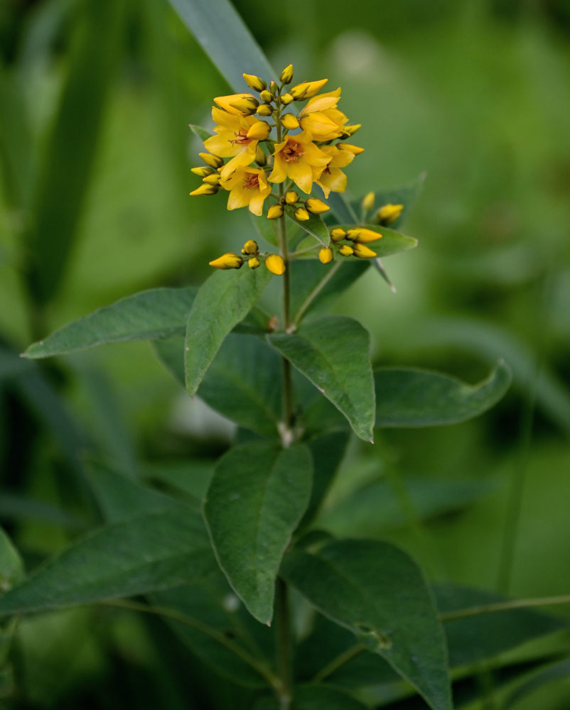 Изображение особи Lysimachia vulgaris.