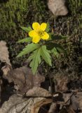 Anemone ranunculoides