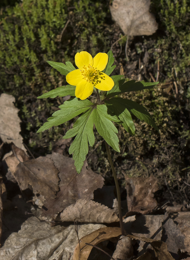 Изображение особи Anemone ranunculoides.