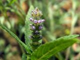 familia Lamiaceae