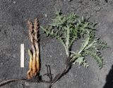 Orobanche dagestanica. Извлечённые из земли цветущие и ещё нецветущие растения с растением-хозяином (Cirsium pugnax). Дагестан, Агульский р-н, 5 км ССЗ с. Чираг, сланцевая осыпь. 25 июня 2023 г.