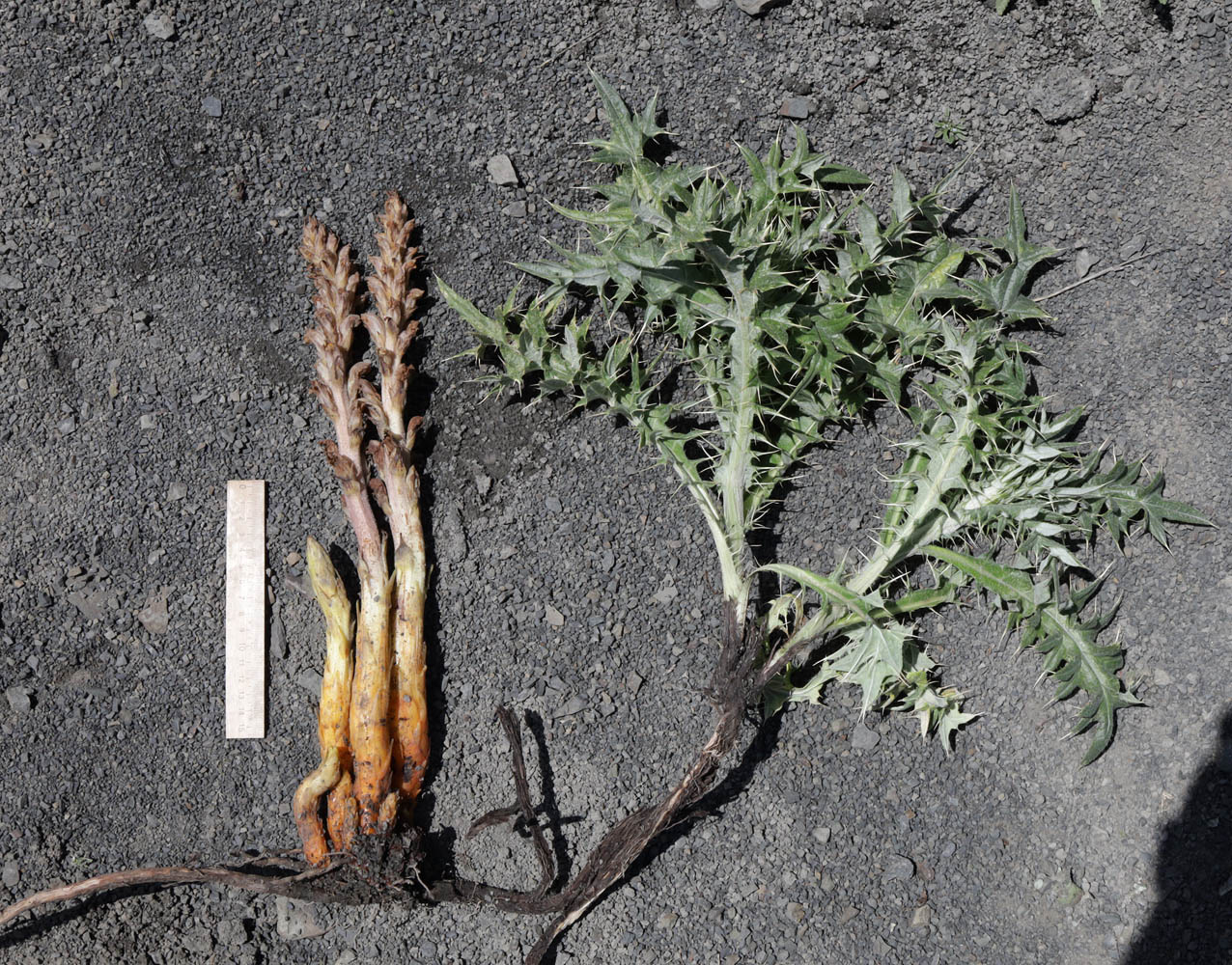 Image of Orobanche dagestanica specimen.