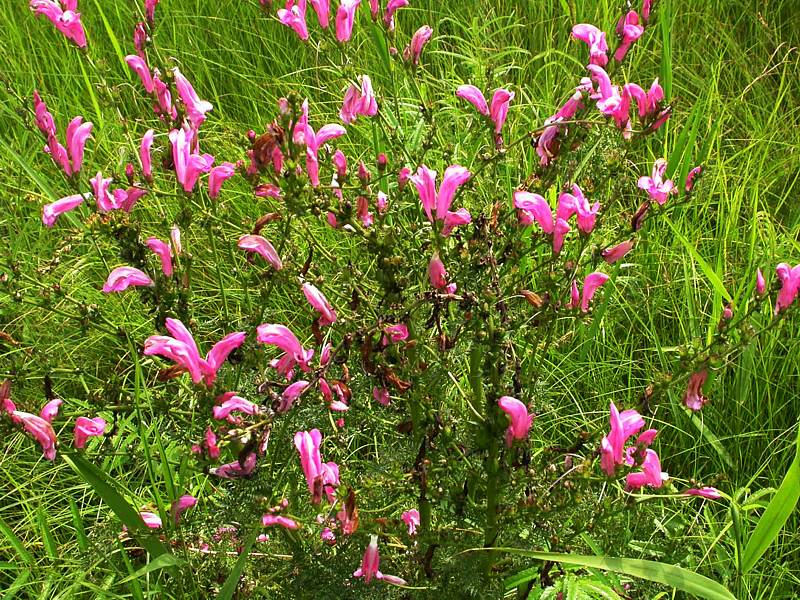 Изображение особи Pedicularis grandiflora.