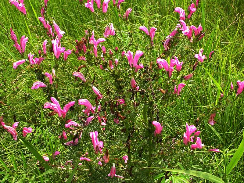 Image of Pedicularis grandiflora specimen.