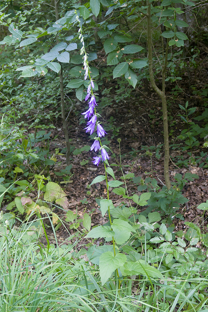 Image of Campanula rapunculoides specimen.