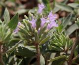 Ziziphora serpyllacea. Верхушка побега с соцветием. Дагестан, склон горы Тарки-Тау, зарастающий мини-карьер, несомкнутая ксерофитная группировка. 23.06.2023.