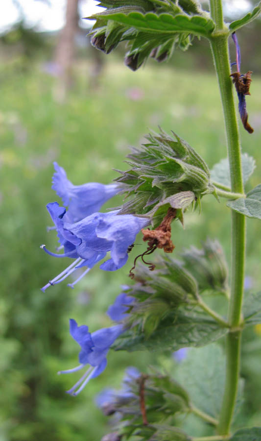 Изображение особи Lophanthus chinensis.