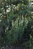 Silene tatarica