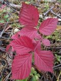 Rubus saxatilis. Растение с осенней окраской листьев. Коми, окр. г. Сыктывкар, долина р. Вычегда, Алёшино, хвойный лес. 10.09.2010.