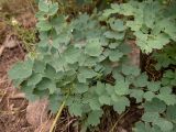 Thalictrum minus
