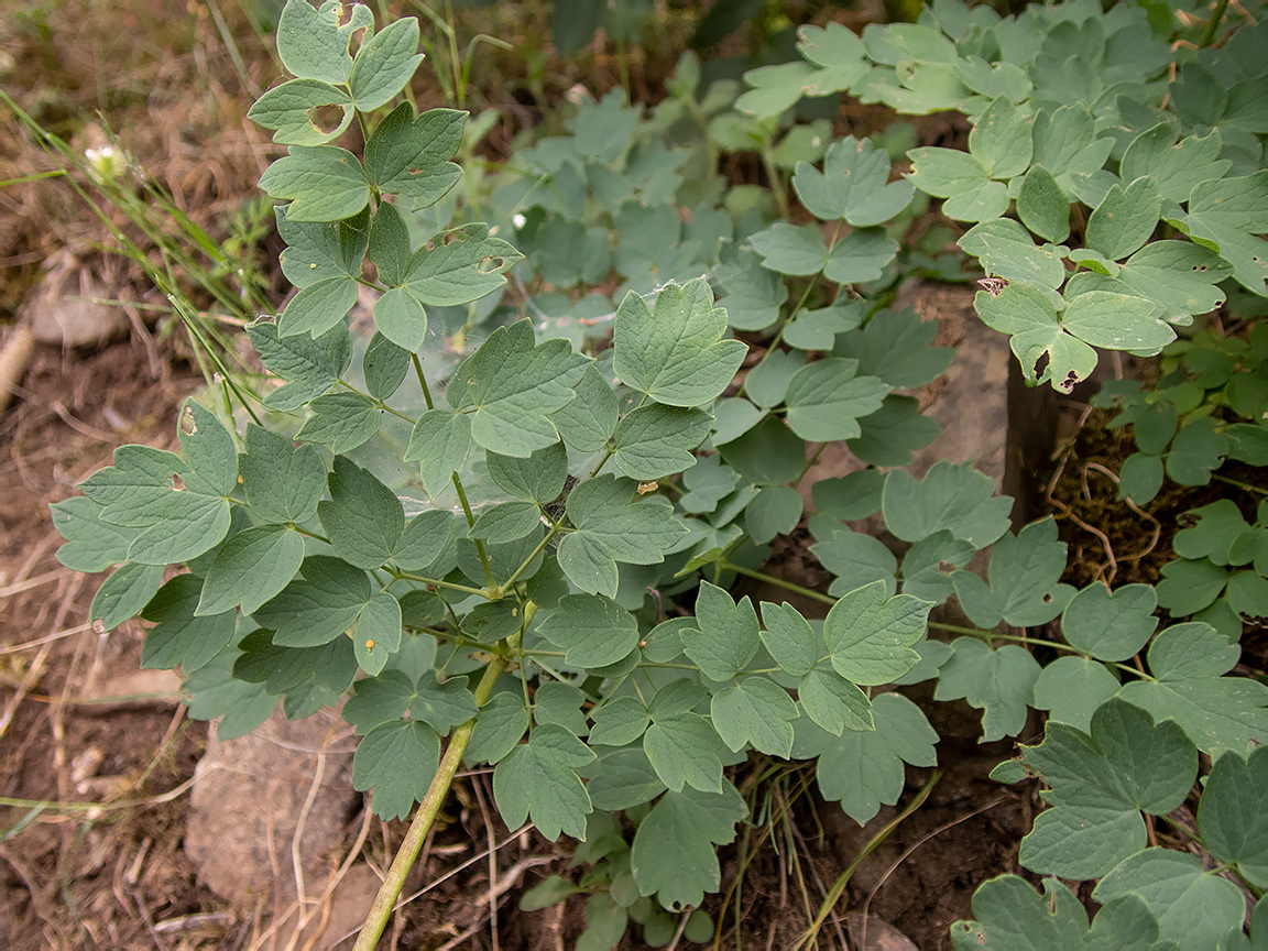 Image of Thalictrum minus specimen.