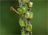 род Ornithogalum