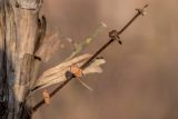 genus Lonicera