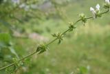 Stachys atherocalyx