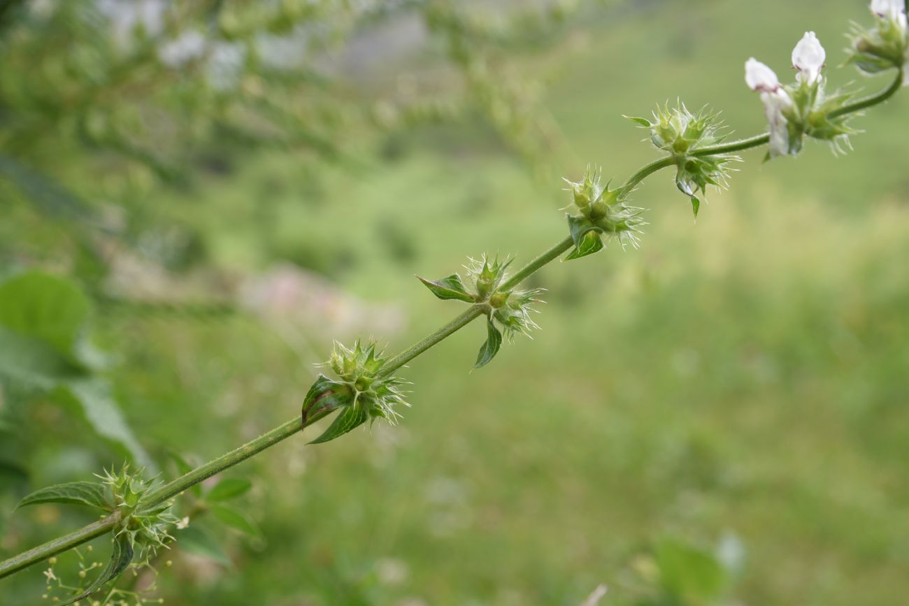 Изображение особи Stachys atherocalyx.
