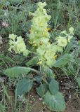 Eremostachys isochila