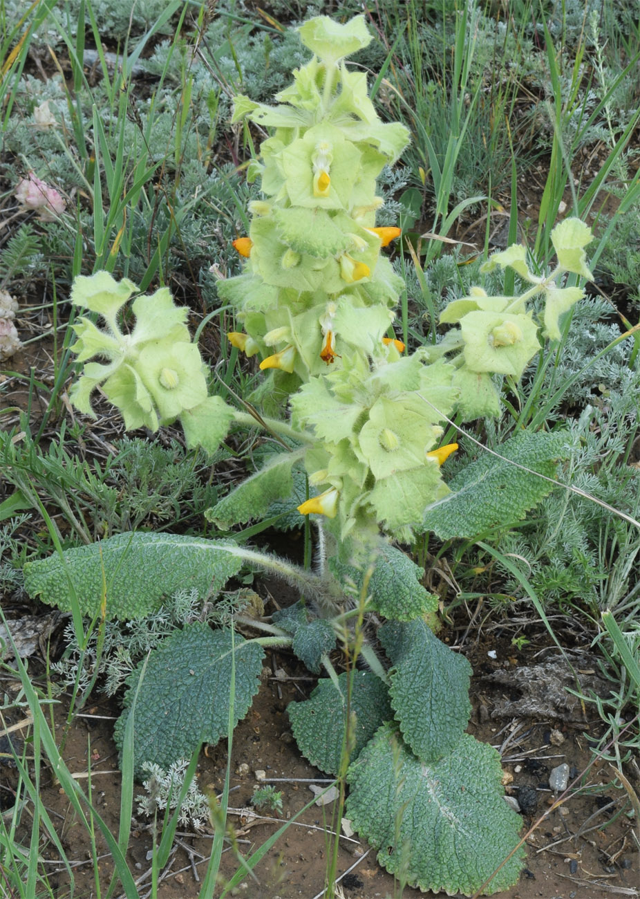 Image of Eremostachys isochila specimen.