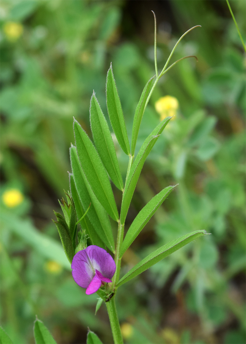 Изображение особи Vicia sativa.