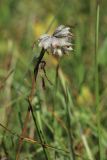 Anthyllis vulneraria