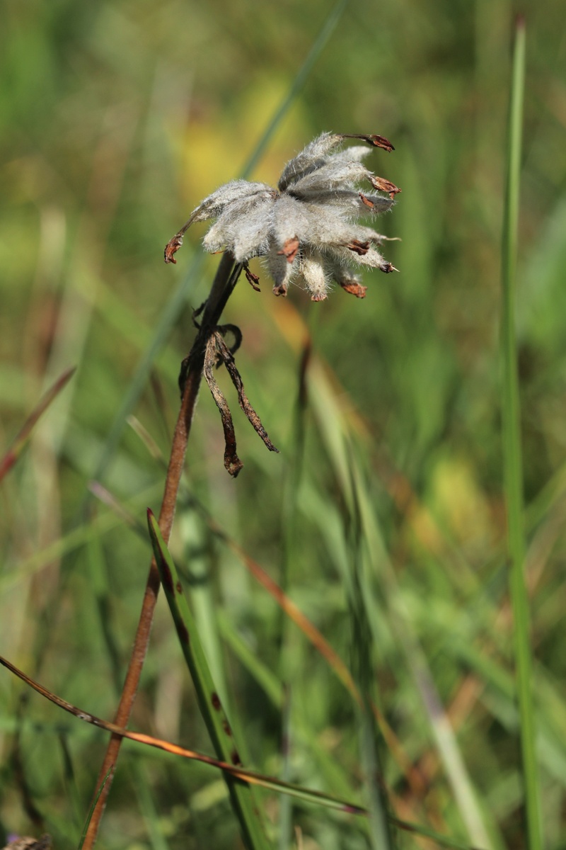 Image of Anthyllis vulneraria specimen.