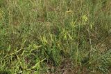 Lathyrus sylvestris