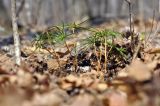 Pinus koraiensis. Молодые растения. Приморский край, Уссурийский гор. округ, окр. с. Монакино, широколиственный лес. 20.04.2025.