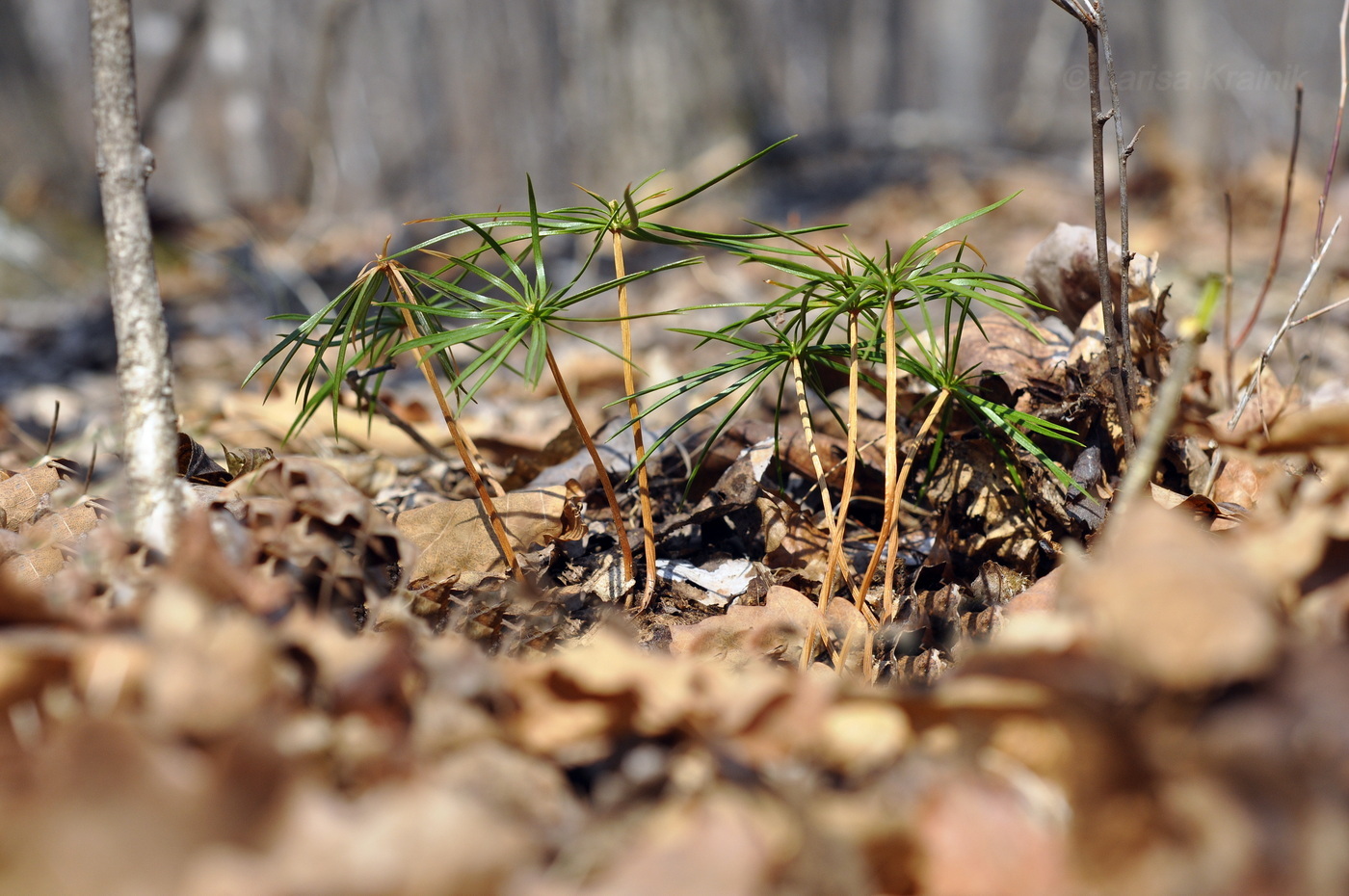 Image of Pinus koraiensis specimen.