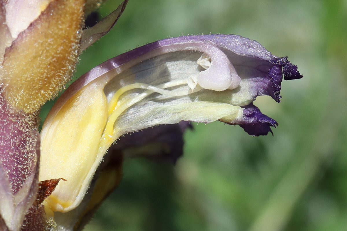 Image of Orobanche cumana specimen.