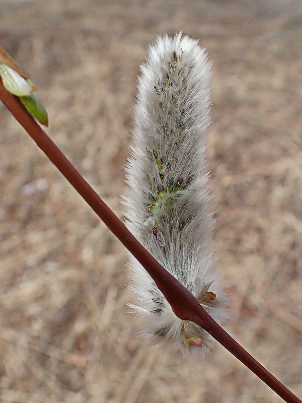 Изображение особи Salix gracilistyla.