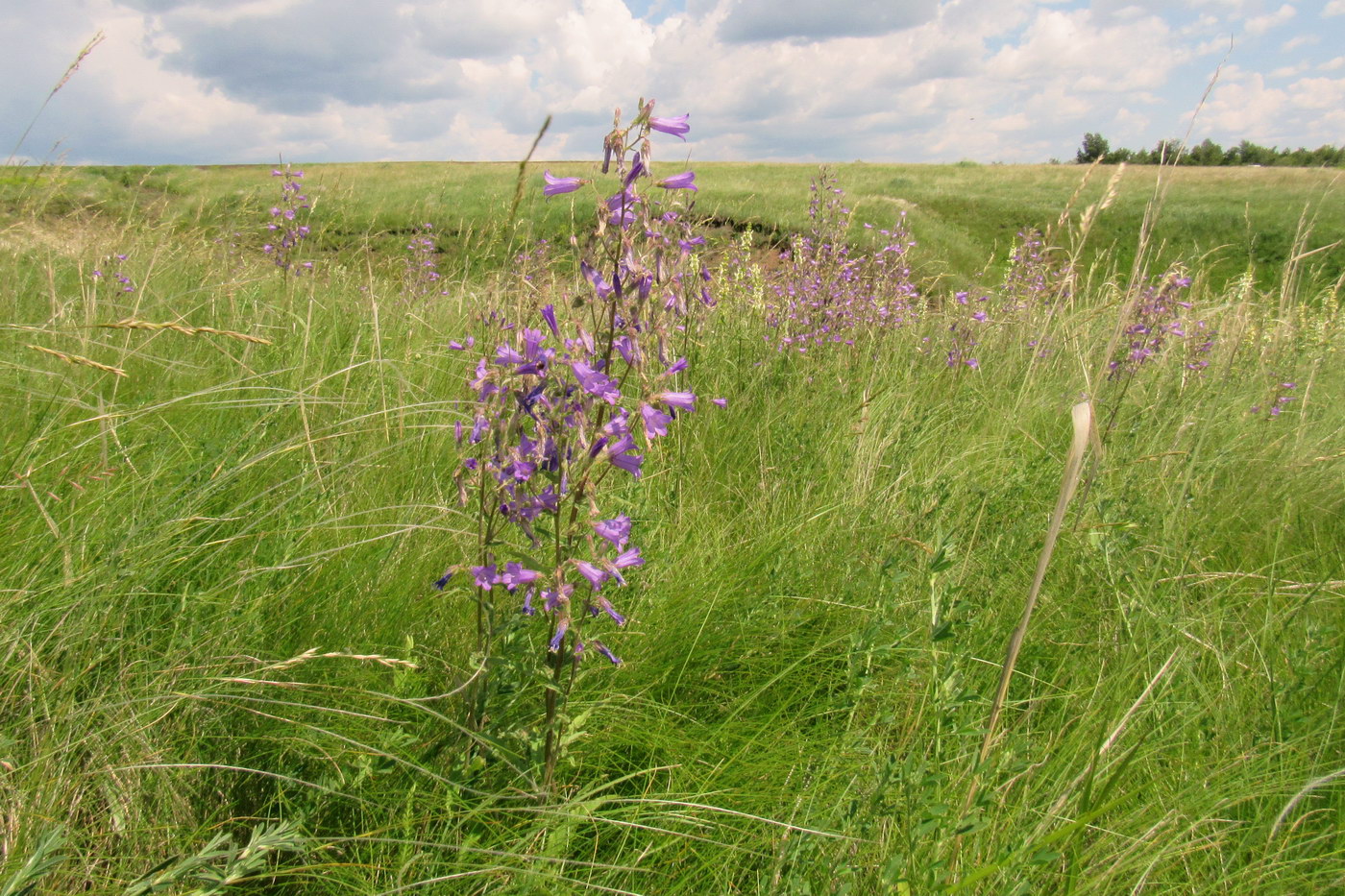 Image of Campanula sibirica specimen.