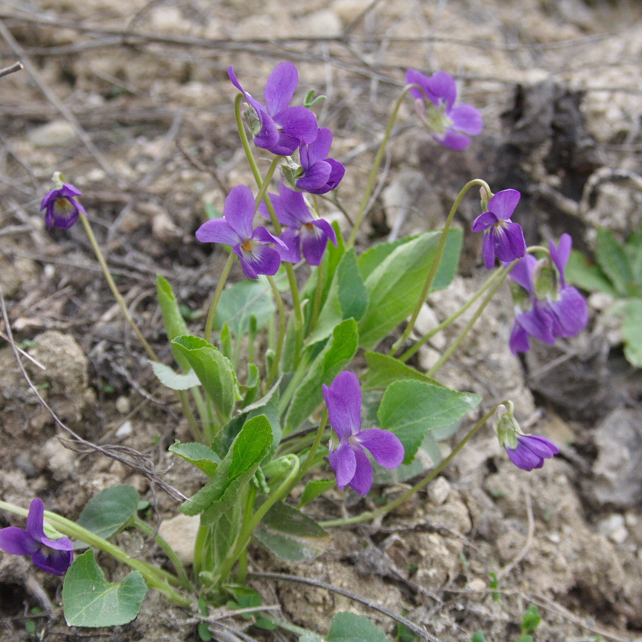 Image of Viola ambigua specimen.