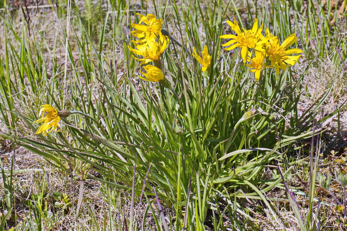 Image of Scorzonera radiata specimen.