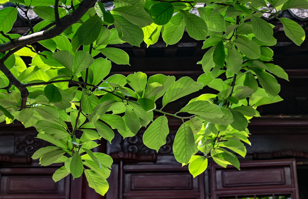 Изображение особи Magnolia kobus.