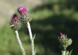 genus Carduus