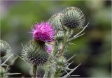 Cirsium vulgare