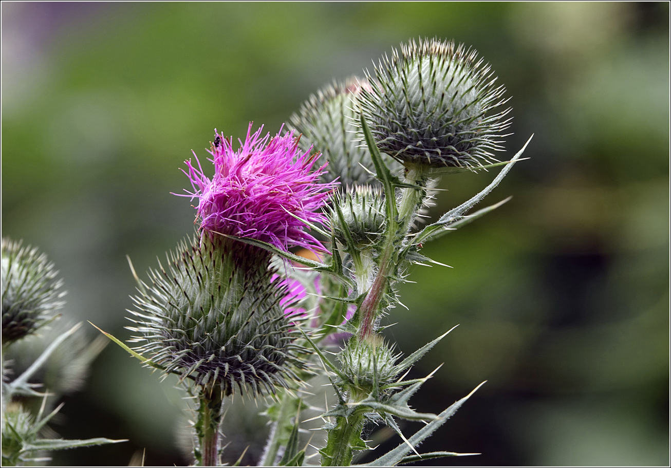 Image of Cirsium vulgare specimen.