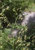 Thalictrum minus. Верхушка соцветия с цветками и бутонами (?). Испания, Каталония, пров. Жирона, комарка Рипольес, муниципалитет Сеткасес, окр. н.п. Сеткасес, ≈1300 м н.у.м., пойма р. Тер, каменистый берег реки, опушка смешанного леса. 27.07.2025.