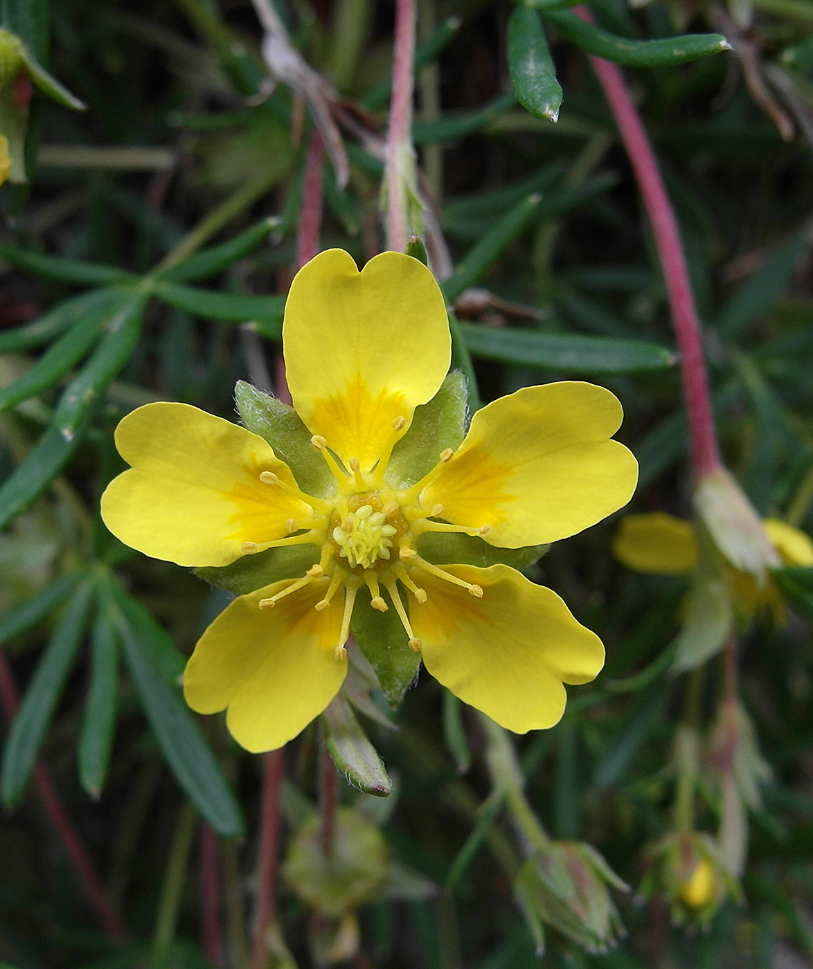 Изображение особи Potentilla biflora.