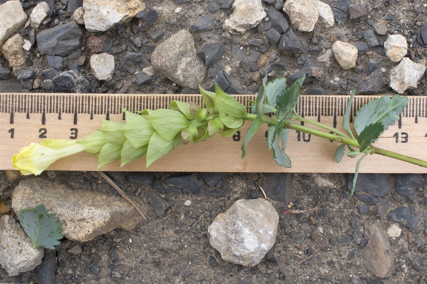 Изображение особи Scutellaria polyodon.