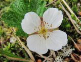 Rubus chamaemorus. Аномальный 4-членный цветок. Коми, Интинский р-н, окр. пос. Желанный, Приполярный Урал, долина р. Балбанью, болотистый берег оз. Бол. Балбанты. 12.07.2010.