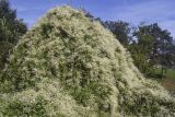 Fallopia baldschuanica. Аспект цветущих на опоре (предположительно дерево) растений. Испания, Каталония, пров. Жирона, комарка Баш Эмпорда, муниципалитет Калонже, пустырь. 14.09.2025.