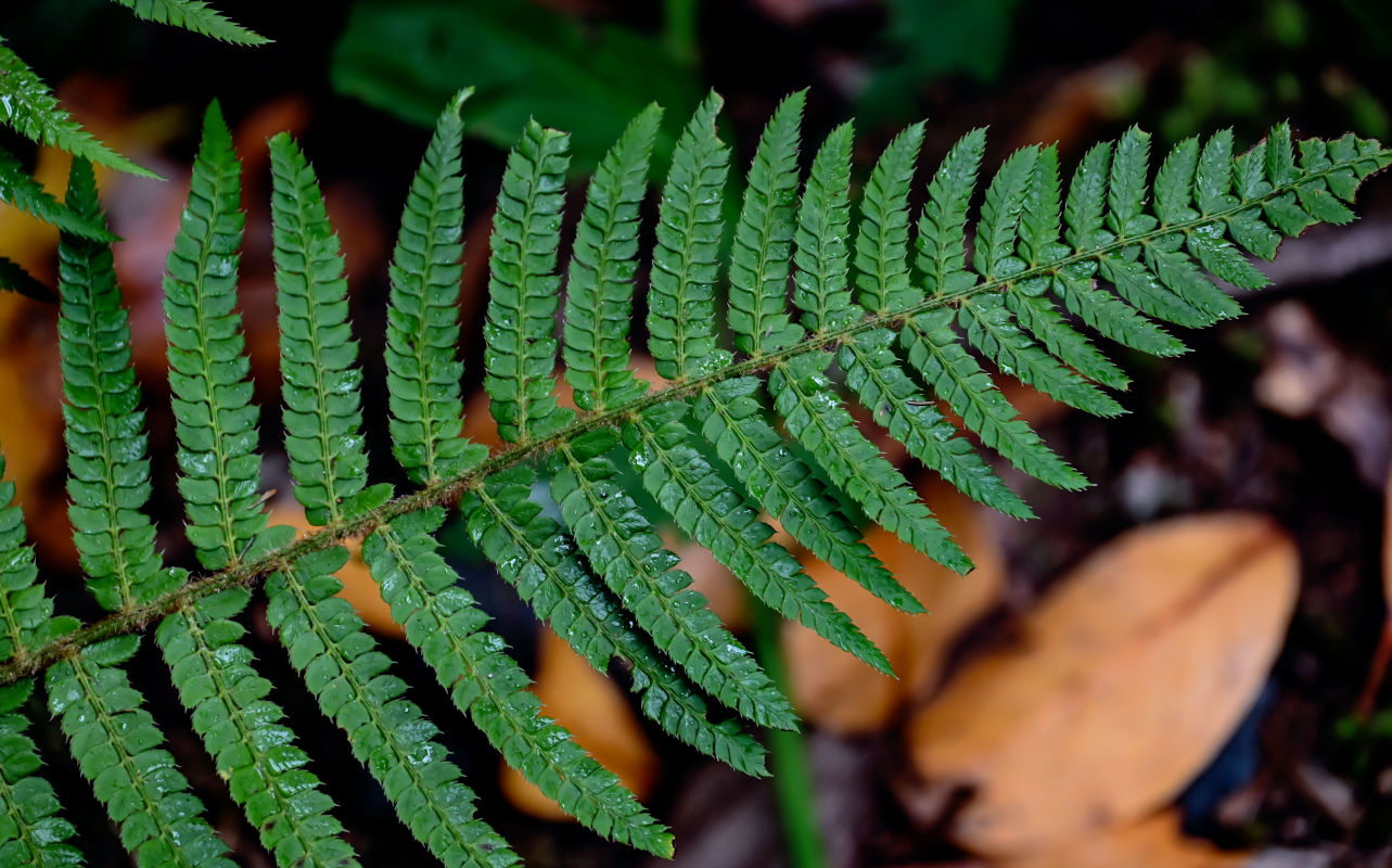 Image of Polystichum setiferum specimen.
