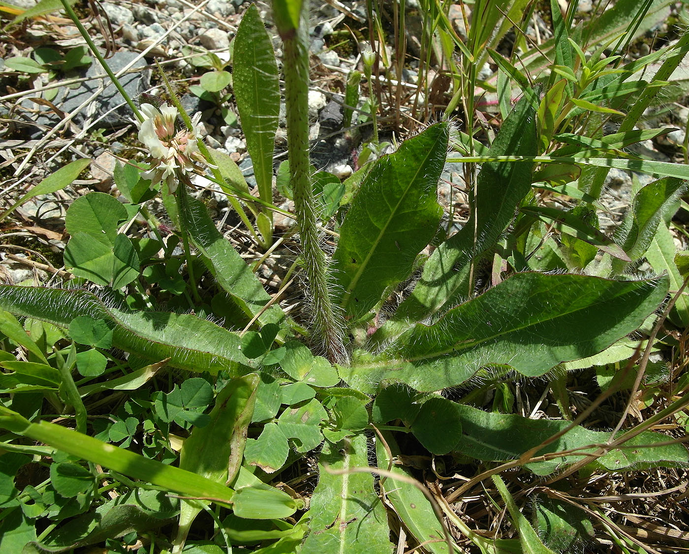 Image of Pilosella aurantiaca specimen.