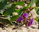 Смотреть изображение Lathyrus japonicus подвид pubescens